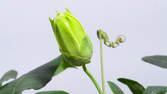 Time lapse clip - Passion-Flower Blossom 4K - Close-up 01