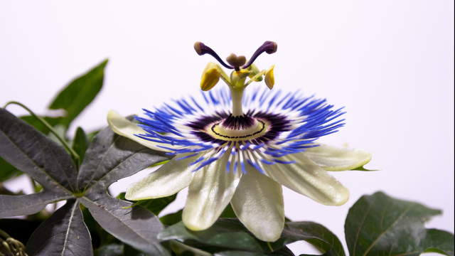 Passionflower Single Blossoms 2 Zoom Shots in 4K