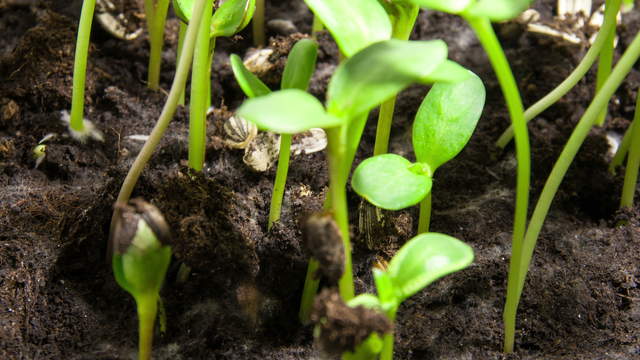 Timelapse Stock Footage Video - Plant Germination and Growth of ...