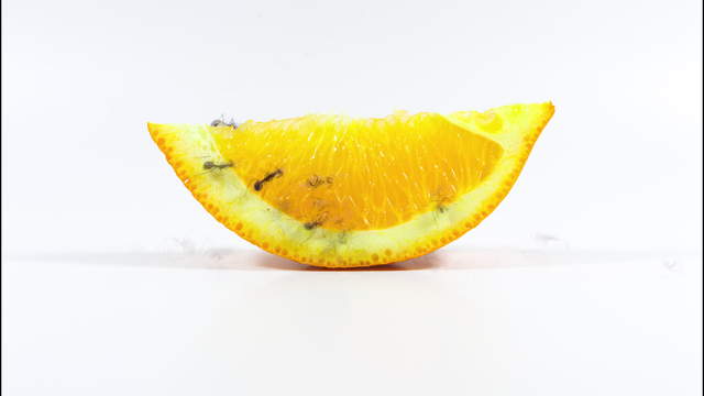 Ants Eating Orange Slice - Ghost Effect