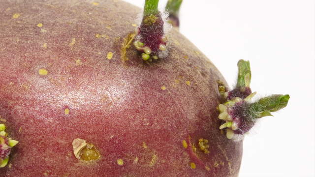 Red Potato Close-Up