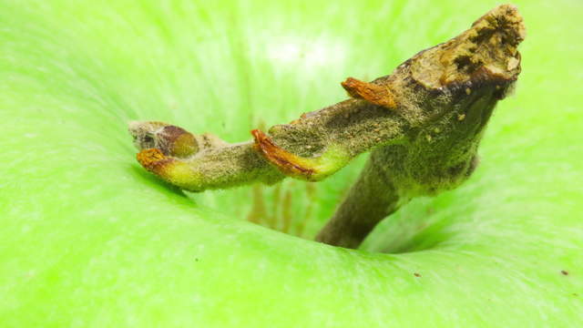 Green Apple Macro