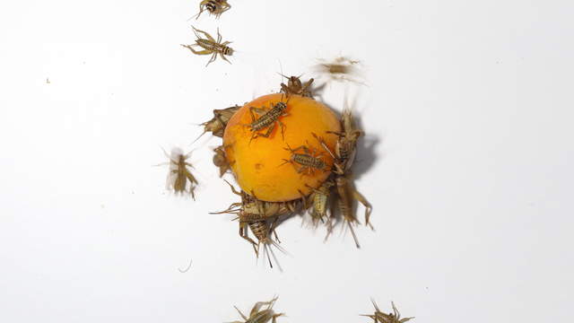 Crickets vs Apricot